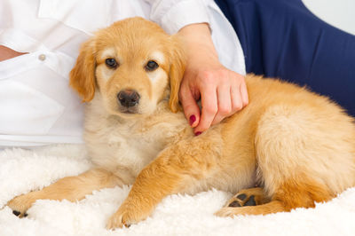 Close-up of dog lying on bed at home