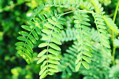 Close-up of fern leaves