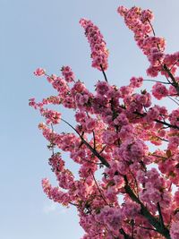 Low angle view of cherry blossoms against clear sky