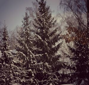 Trees in forest during winter