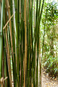 Close-up of bamboo plants growing outdoors