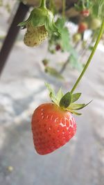 Close-up of strawberry growing on plant