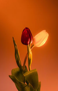 Close-up of red rose against orange background