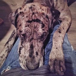 High angle view of dog resting