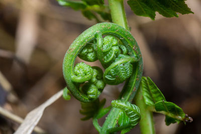 Close-up of fresh green plant