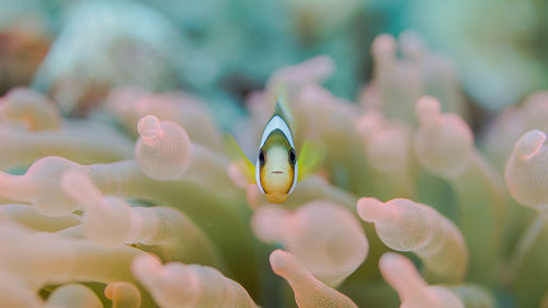 Close-up of clown fish