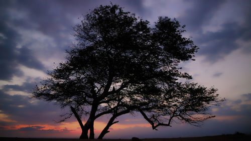 Low angle view of silhouette tree against sky at sunset