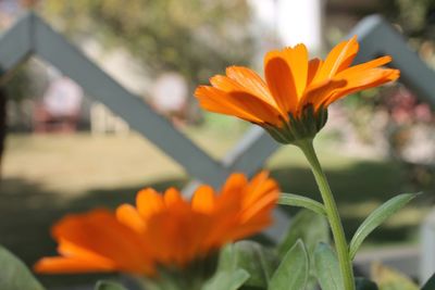 Close-up of yellow flower