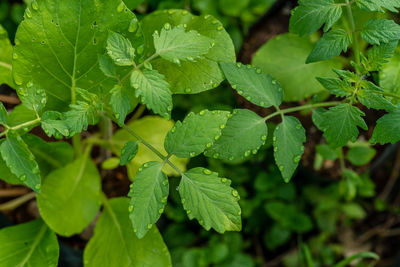 Close-up of fresh green leaves