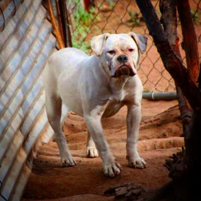 animal themes, domestic animals, pets, mammal, dog, one animal, full length, sitting, looking at camera, pet collar, portrait, two animals, zoology, sunlight, no people, day, young animal, standing, outdoors