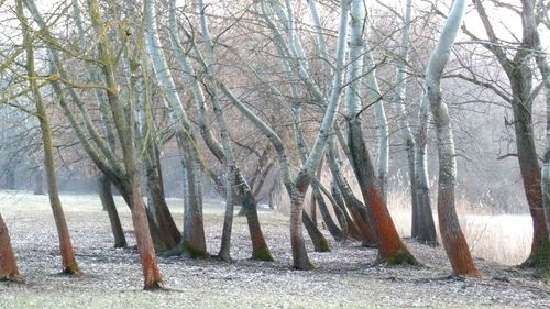 Trees against sky