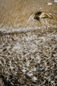 Close-up of dog in water