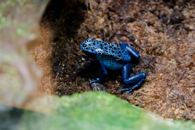 Close-up of frog on rock
