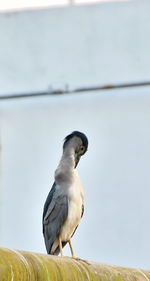 Bird perching on white background