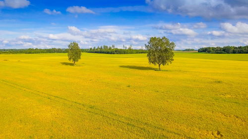 Scenic view of agricultural field against sky