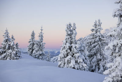 Snow covered mountains through a forest of fir and pine trees during sunrise