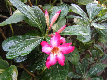 Close-up of pink flower