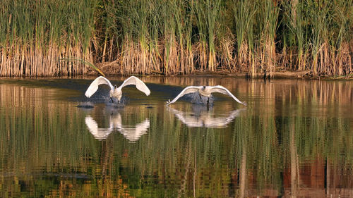 View of swan in lake