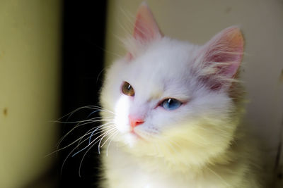 Close-up of cat looking away