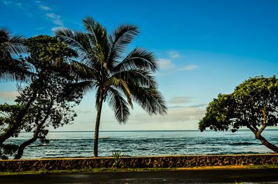 Palm trees on beach against sky