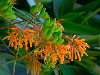 Close-up of orange flowering plant