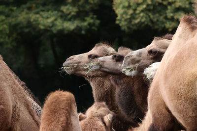 Dromedaries eating