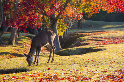 Nara park and deer in the autumn colors