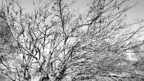 Low angle view of bare trees against sky