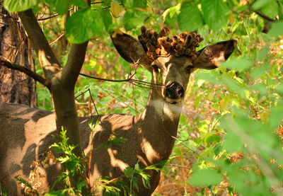 Portrait of a squirrel on land