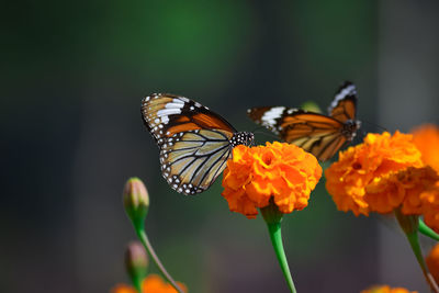 Close-up of butterfly pollinating on flower