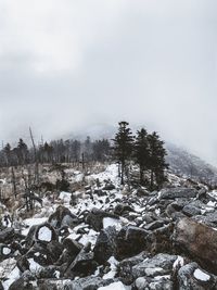 Snow covered land and trees against sky