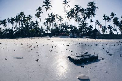 Palm trees by the sea