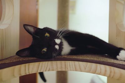 Close-up portrait of cat at home