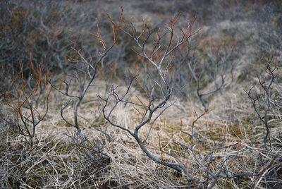 View of trees