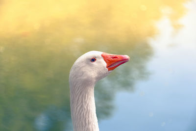 Close-up of swan in lake