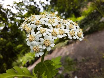 Close-up of white flowering plant