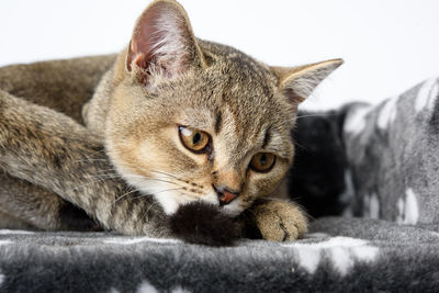 Gray purebred kitten scottish straight chinchilla lies on a white background, the