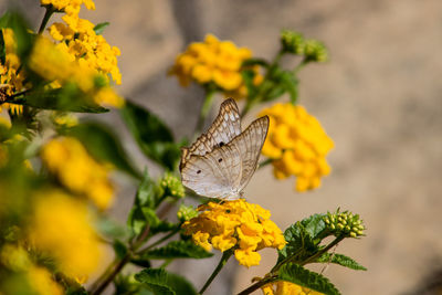 Close-up of butterfly pollinating on yellow flower 