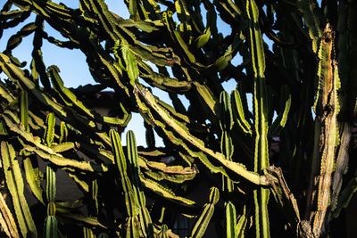 Close-up of bamboo tree