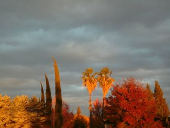 Cactus plants against sky during sunset