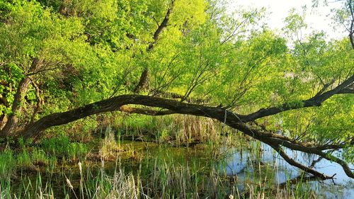 View of tree in lake