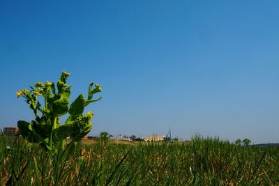 Plant growing on grassy field against clear blue sky