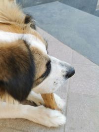 High angle view of dog sleeping on footpath