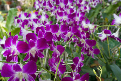 Close-up of purple flowering plants