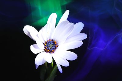 Close-up of white flower