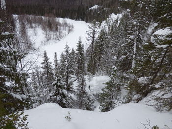 Snow covered trees in forest