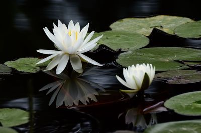 Close-up of lotus water lily in pond