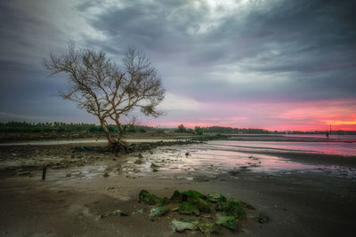 Bare tree on landscape against sky