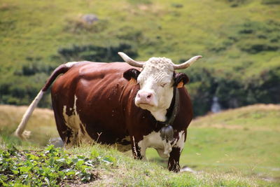 Cows in a field