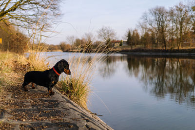 Dog standing in a lake